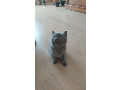 Safkan oyuncu huzur ve mutluluk verici patiler