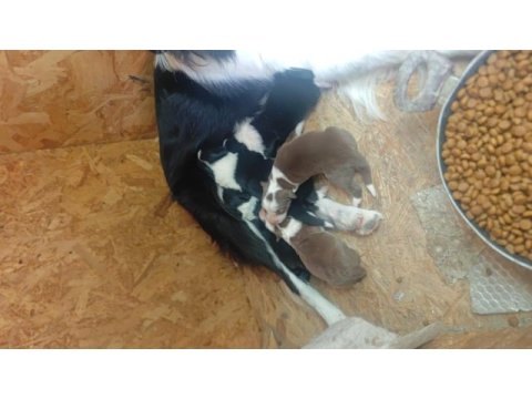 A ve b şecereli kıf kayitli border collie yavrular
