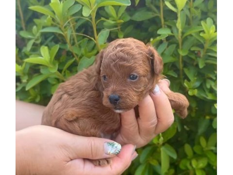 İzmir bornova toy poodle