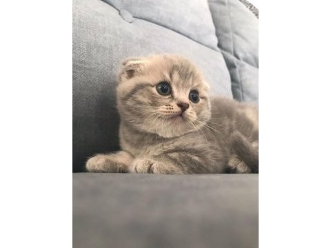 2 dişi 1 erkek scottish fold