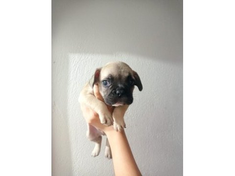 French bulldog köpeğimiz