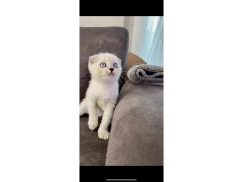 Scottish fold lynx point