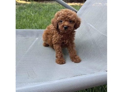 Toy poodle için ulaşın