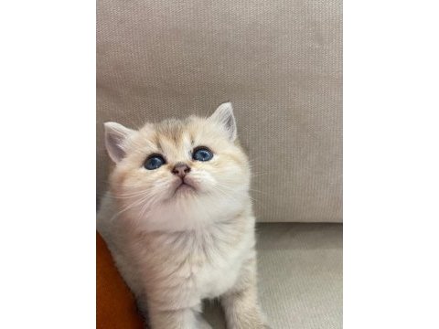 Safkan ev üretimi şecereli a kalite kedimiz