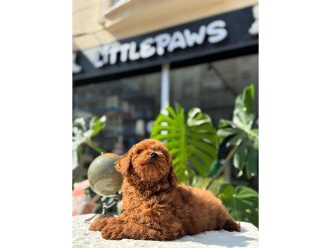 Sağlık ve ırk garantili toy poodle