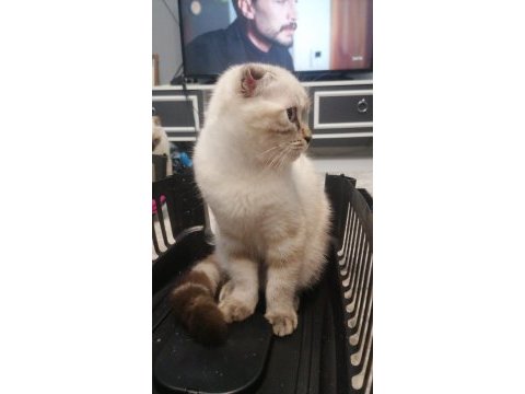 Acil yuva arıyorum scottish fold kedilerime