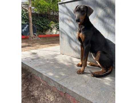 İsabella, blue ve kızıl renk özel eğitimli dobermanlar