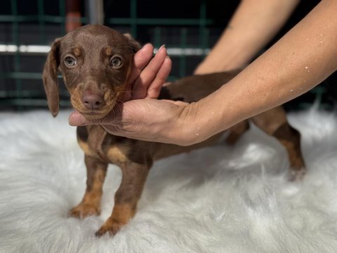 Petmode köpek çiftliğinden dachshund yavrumuz