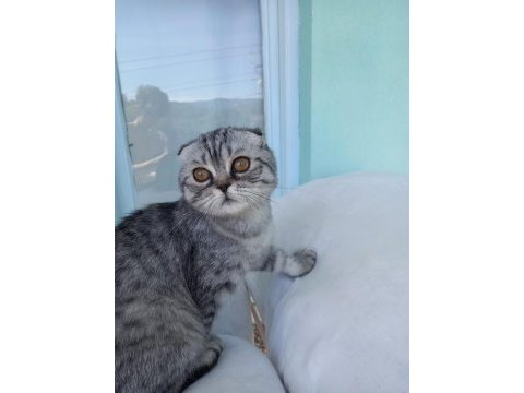Scottish fold shorthair dişi kedi