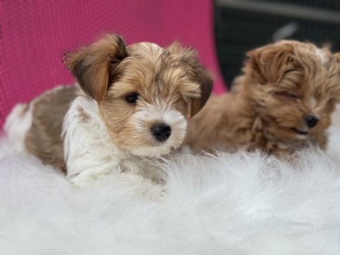 Petmode köpek çiftliğinden tea cup morkie