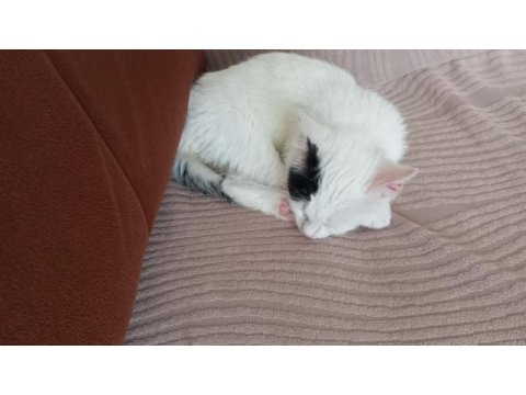 Kedimiz inci için yuva arıyoruz