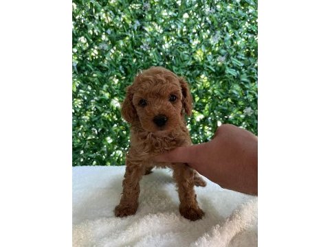 Kilo ve boy garantili toy poodle yavrularım