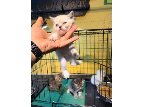 Uygun british shorthair yavrular