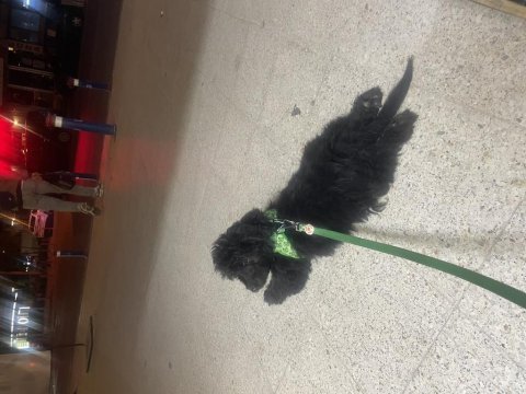 Maltipoo yavru 5 aylık