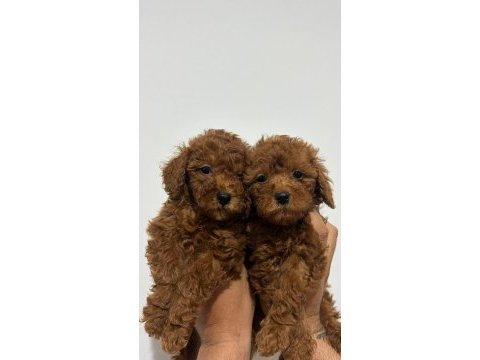 Altın kızlar yeni evlerine gitmeye hazır köpekler