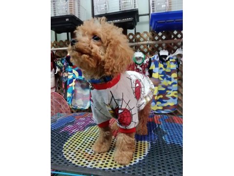 Erkek toy poodle