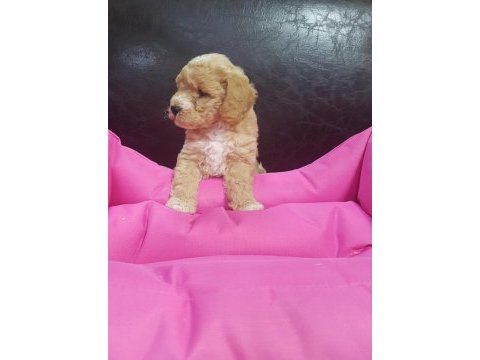 İnanılmaz güzellikte maltipoo yavrular