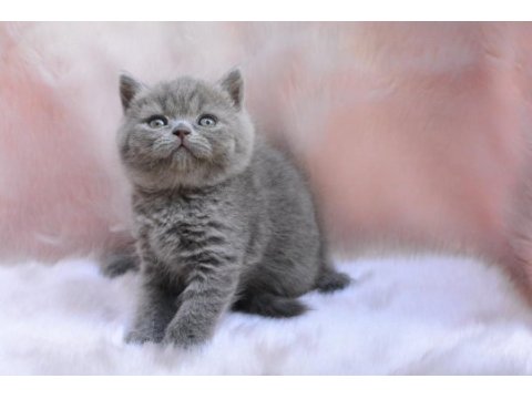 Topaç kafa gri british shorthair
