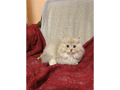 Sütten kesilen safkan british longhair bebekler