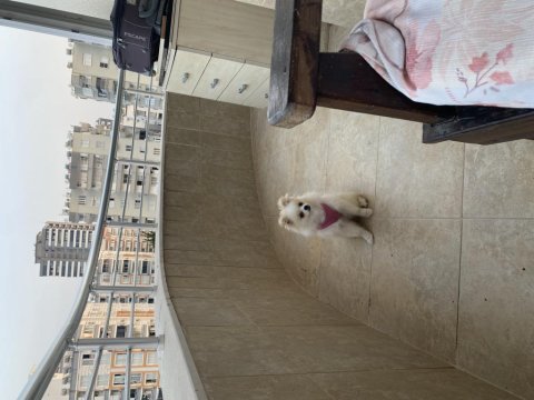 Sahiplendirilecek pomeranian köpeğimiz hera