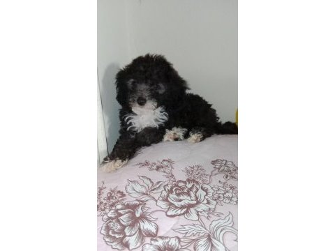 Evde bakılabilecek en uygun cins toy poodle