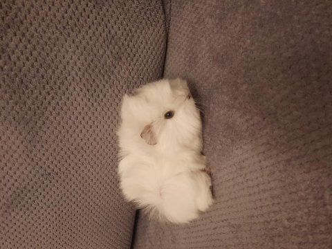 Peruvan ginepig yavrusu