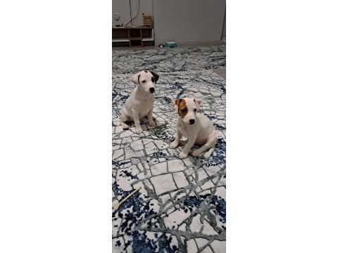 Kısa bacak jack russell