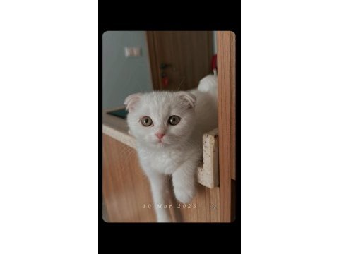 4 aylık scottish fold