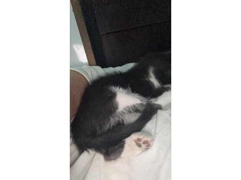 Tekir kedimize acil yuva aranıyor