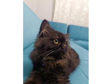 British shorthair kedim