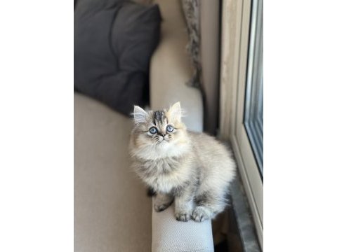 Güzel bebeğim safkan a kalite british longhair yavru