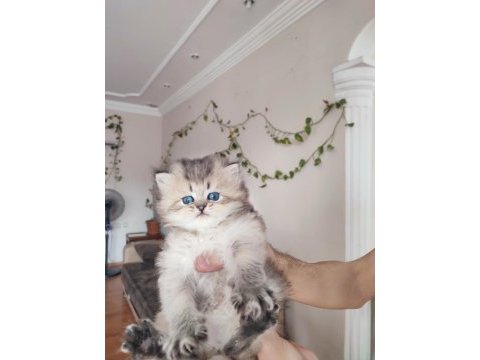 British longhair yavruları