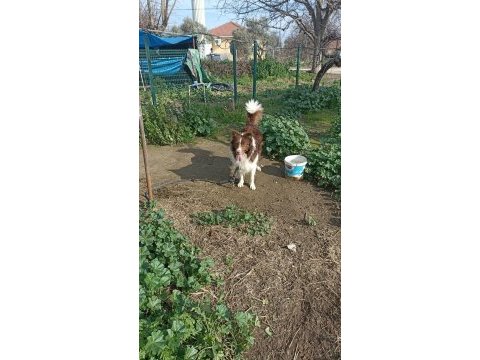 Şecereli anne babadan kahverengi beyaz border collie yavru