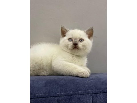 British shorthair yavruları