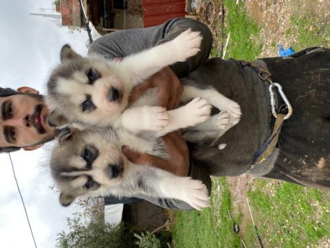 Üst kalite husky (sibirya kurdu) yavrular