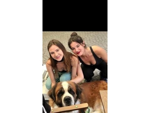 Sarkan st bernard yavrular