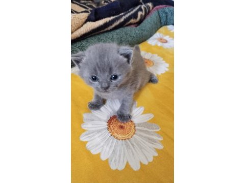 Saf kan british shorthair yavrular
