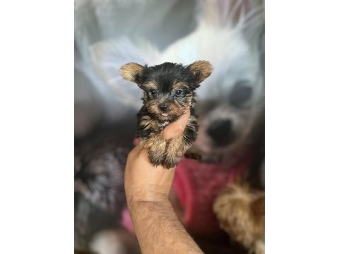 Yorkshire terrier bebekler