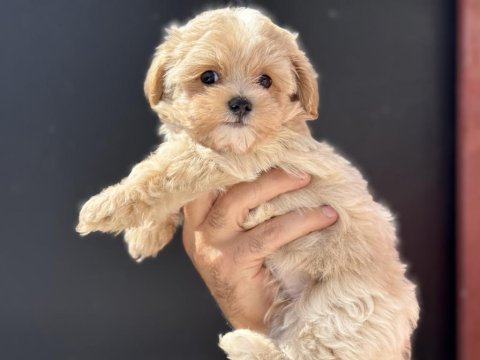 Petmode köpek çiftliğinde ziyarete açık maltipoo