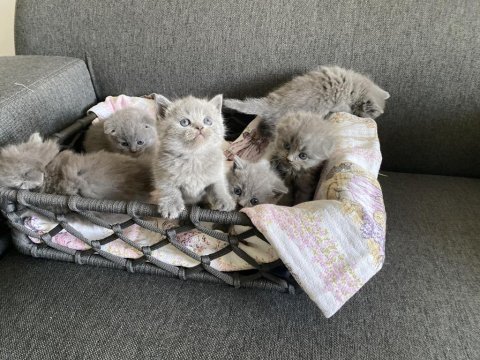 Gri british shorthair yavrular