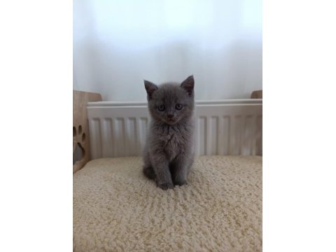 British shorthair yavrularımız