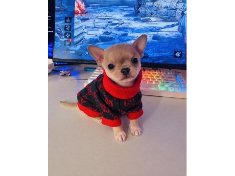 Teacup chihuahua
