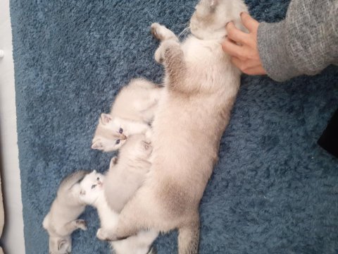 Ayı surat british shorthair yavrular