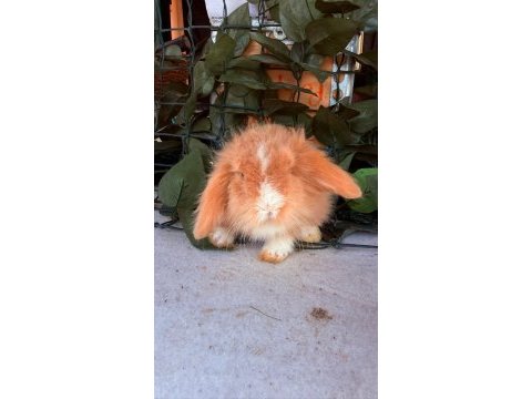 Garantılı hollanda teddy lop tavşanlar