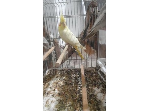 Kırmızı göz lutino sultan papağanı