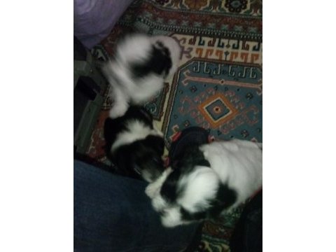 Yavrularım anne morkie baba maltese 0 numaradır