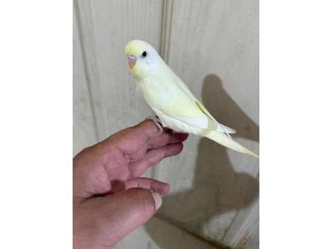 30 günlük cremio dişi bebek muhabbet kuşu