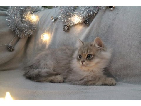 British longhair kartpostal sanacaksınız