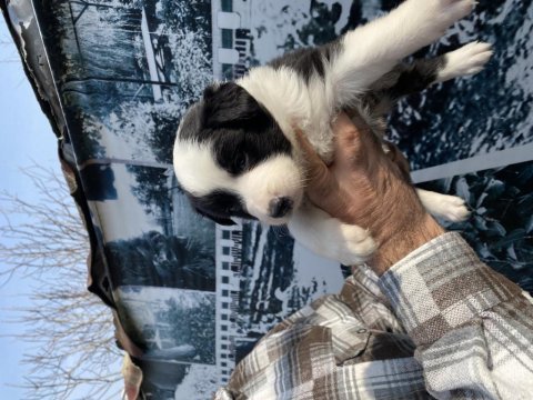 Zeka küpü safkan border collie yavrularım