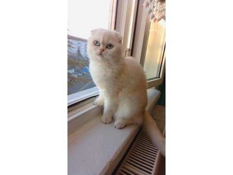 11 aylık scottish fold beyaz
